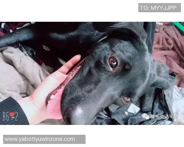 重金悬赏一万美元寻找拉姆塞走失爱犬希望尽快寻回爱宠